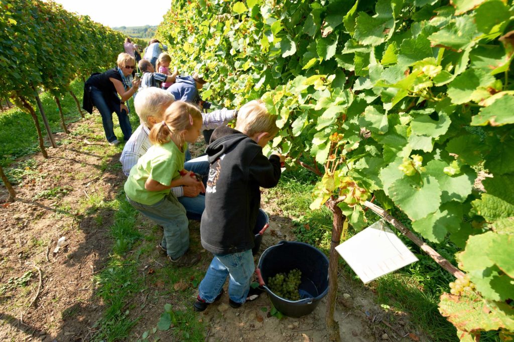 Kinderwingert