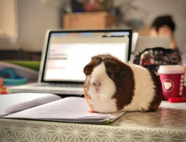 Meerschweinchen auf Schreibtisch