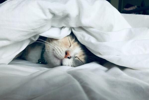 Katze im Bett