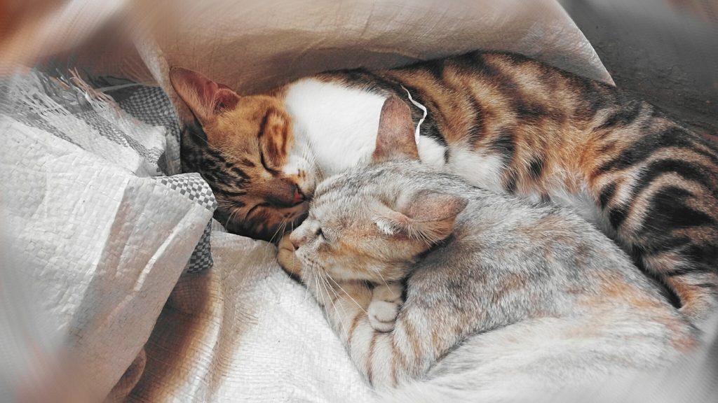 Hygge
