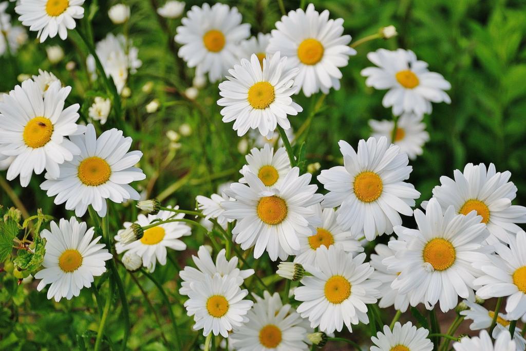 Wildkräuter sammeln mit Kindern