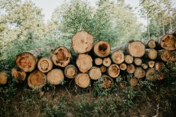 gefällte Bäume im Wald