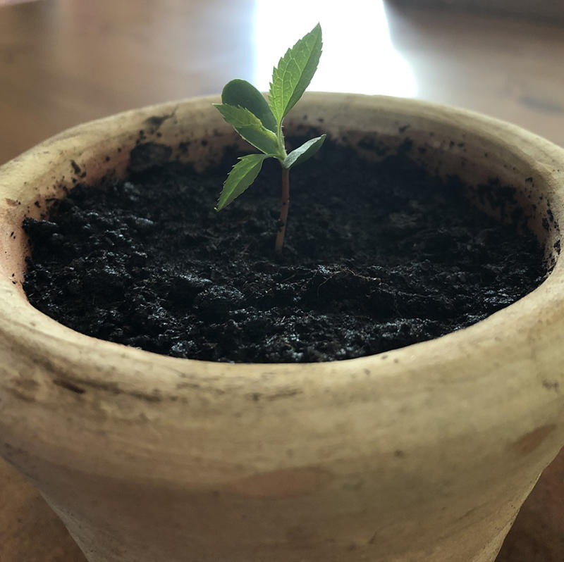 Kleiner Apfelbaum aus Kernen