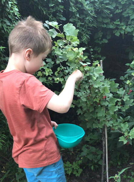 Junge_erntet_Beeren