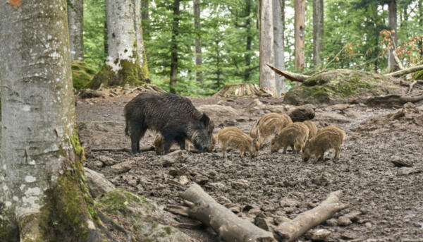 Wildschweine im Tierfreigehege Neuschönau
