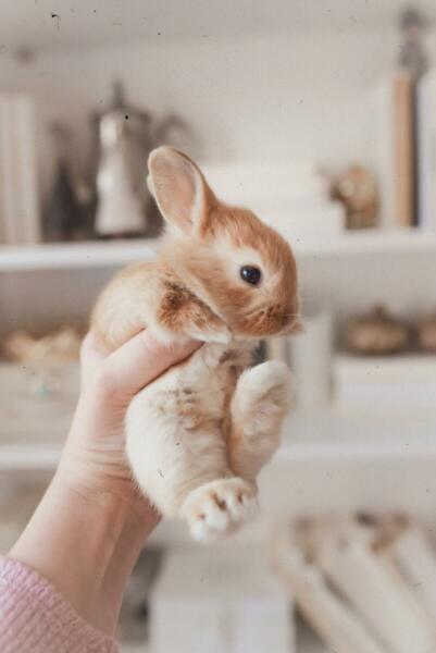 Bunny in Hand