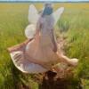 Fairy in Meadow