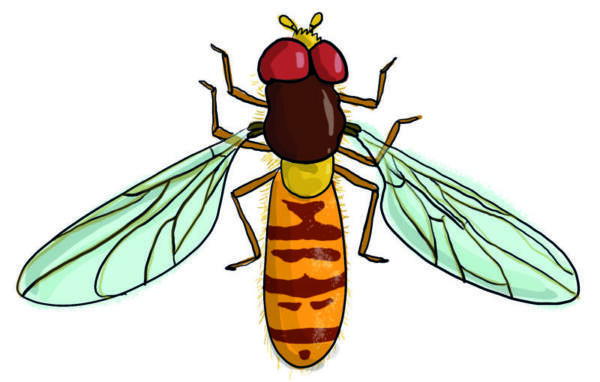 Hainschwebfliege, Illustration